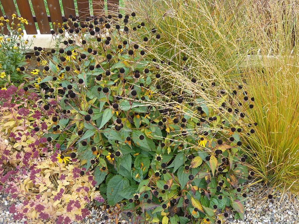 Suché semeníky v trvalkových záhonech nepodceňujte, dokáží vytvořit zajímavý efekt. foto: Lucie Peukertová