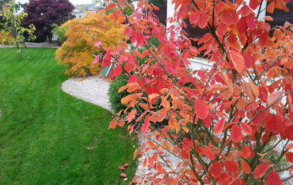 Zahradu plánujte i s ohledem na podzim, kdy by se mohly vybrané rostliny zajímavě barvit. foto: Lucie Peukertová
