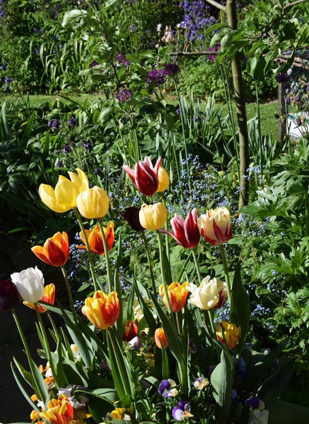 Květiny venkovské zahradě dodávají kouzlo barev i proměnlivost. foto: Lucie Peukertová