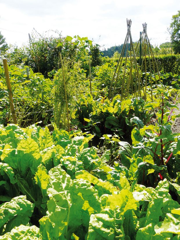 I pěstování zeleniny v hustém zápoji dokáže vodu v půdě ušetřit. FOTO LUCIE PEUKERTOVÁ