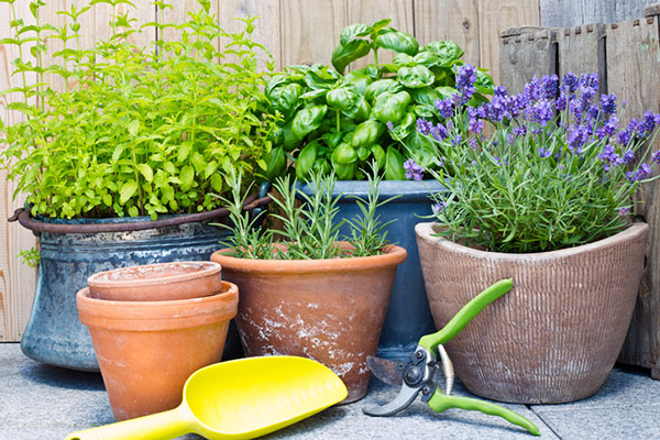 Čerstvé bylinky i v zimě? Přesuňte je ze zahrady do kuchyně!