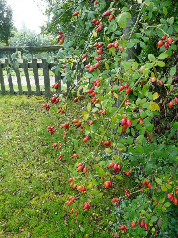 Růže šípková bude dobrou volbou pro volně rostlý živý plot na venkově. foto Lucie Peukertová