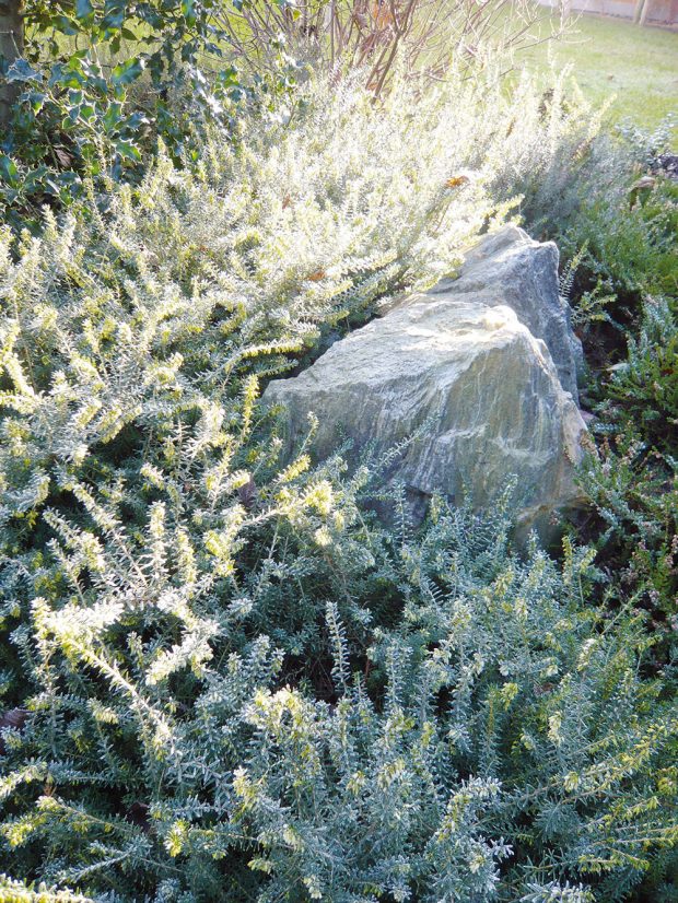 V celoročně krásné zahradě je třeba se zaměřit na zajímavé kombinace materiálů a rostlin. FOTO LUCIE PEUKERTOVÁ