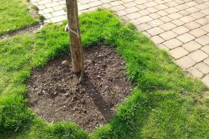 Pokud závlahovou mísu neohraničíte obrubníkem, bude nutné každý rok okraj trávníku odrýpnout.