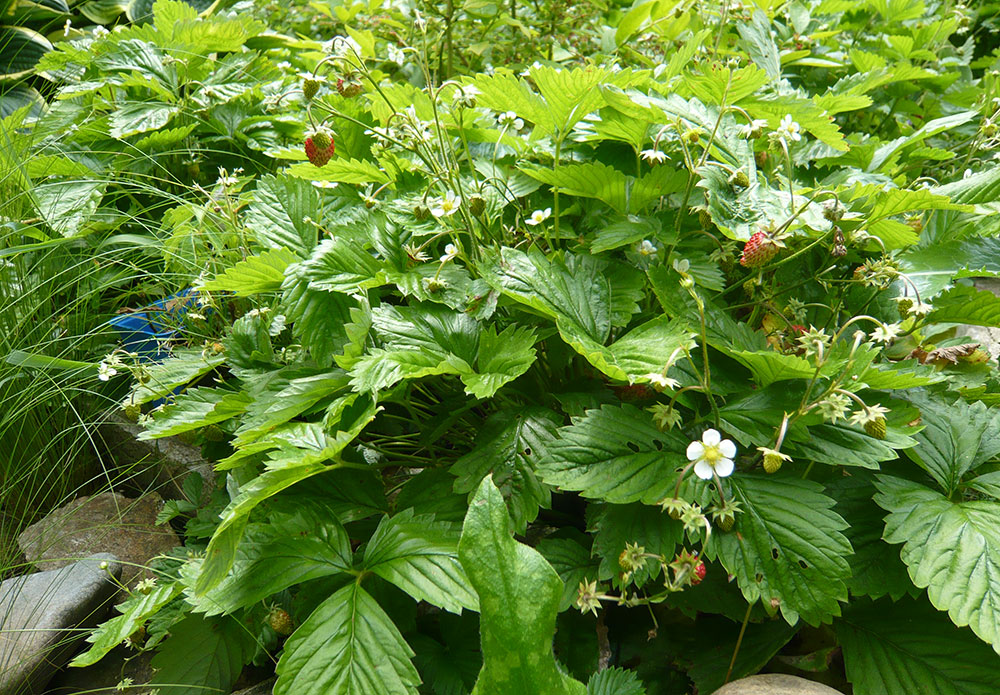 Jahodník měsíční lze pěstovat jako podsadbu pod kyselomilnými borůvkami chocholičnatými. foto: Lucie Peukertová