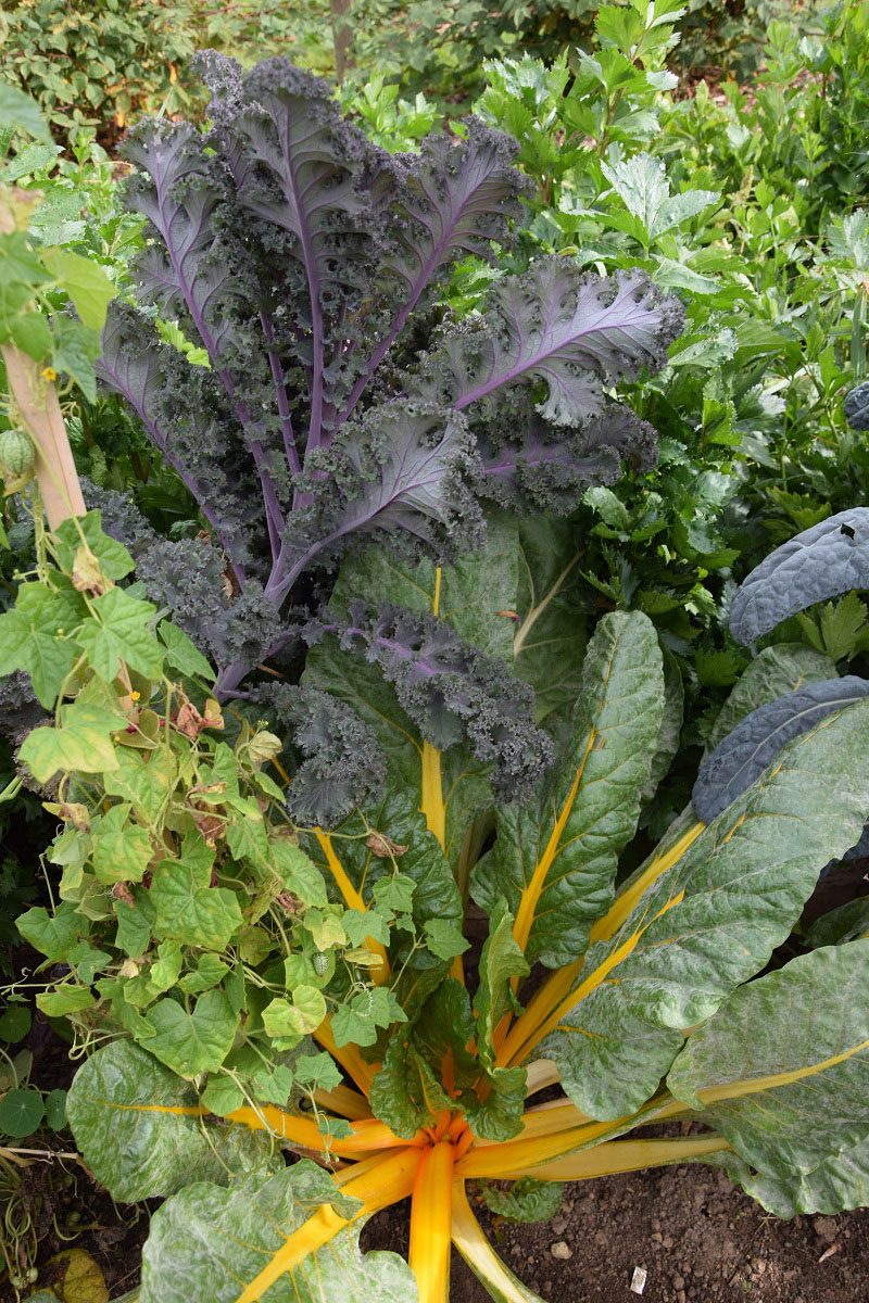 Různé druhy zeleniny rostoucí vedle sebe půdu příliš nezatěžují. foto: Lucie Peukertová
