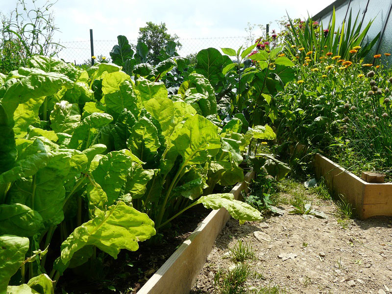 Zeleninu lze pěstovat i v plošně malé monokultuře, zátěž půdy není pak tak výrazná. foto: Lucie Peukertová