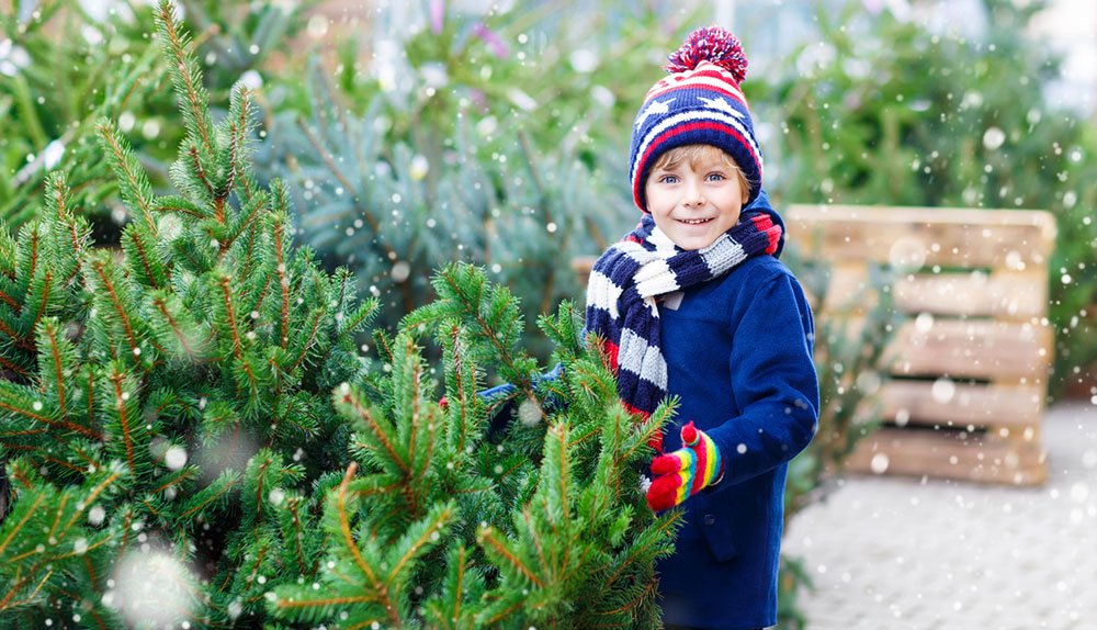 Jak si vybrat živý vánoční stromek a jak se o něj starat, aby vydržel co nejdéle?