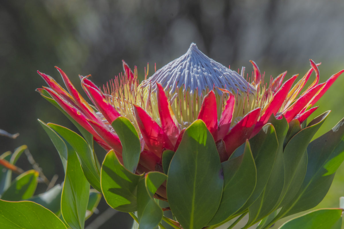 Protea královská: Exotický keřík s obrovskými květy. Jak se o něj starat?