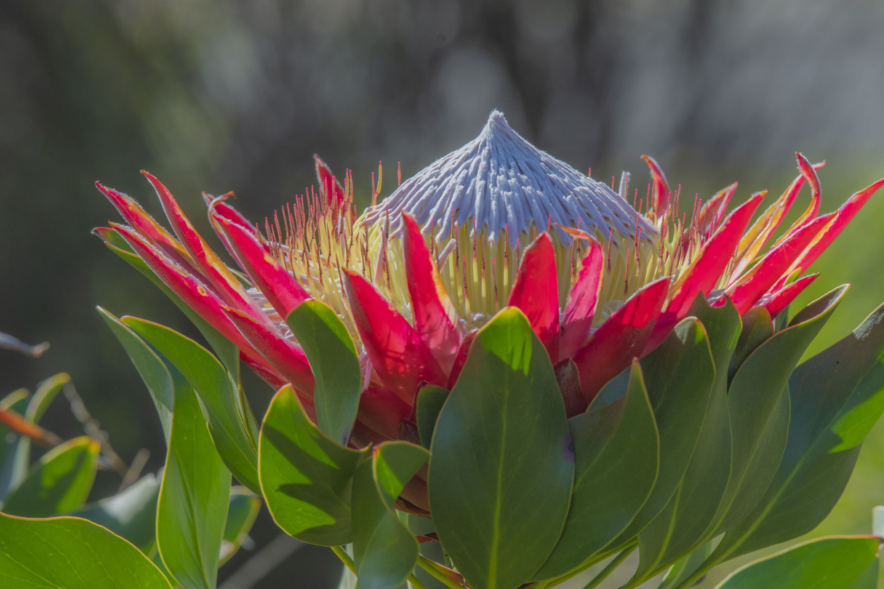 Protea královská