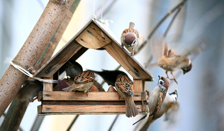 Připravte ptáčkům v zahradě krmítko se zdravou vyváženou potravou