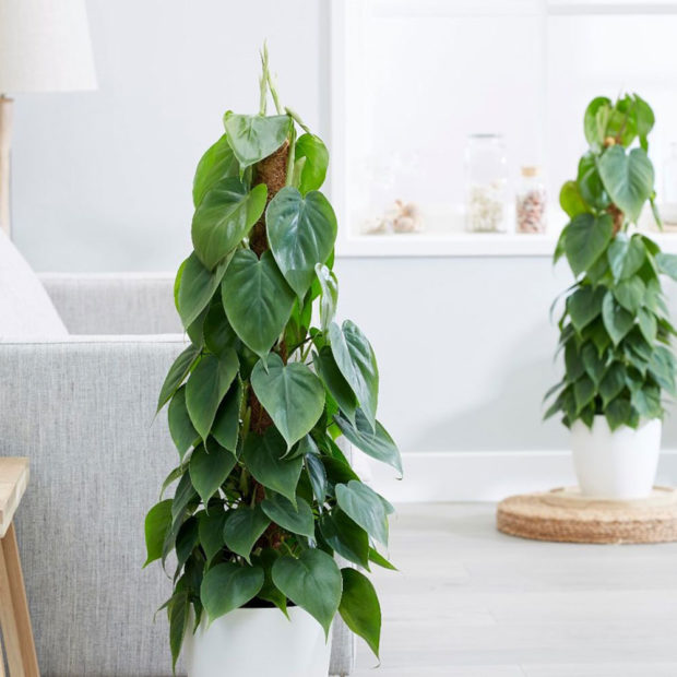 Philodendron scandens,