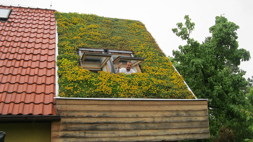 Vegetační střecha po třech letech od realizace, foto ACRE