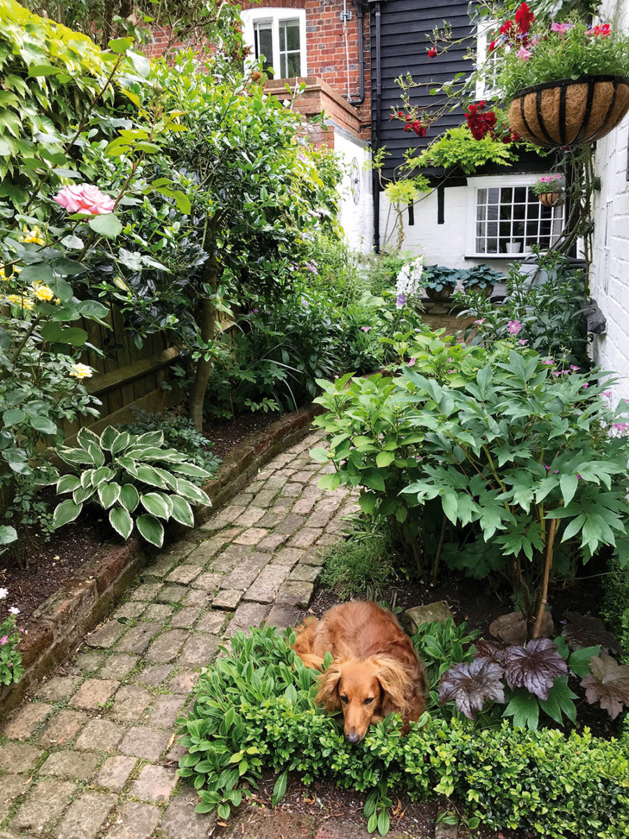 pes v zahrade