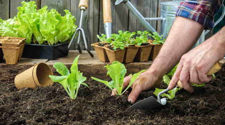 Jak řešit nejčastější problémy při pěstování hlávkového salátu