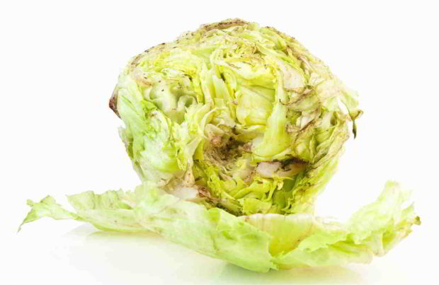Bakteriální hniloba salátu