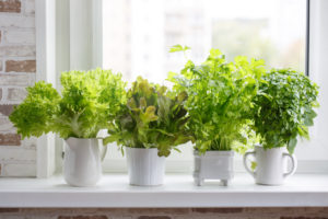 Rostliny na okenních parapetech