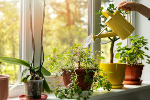 Rostliny na okenních parapetech