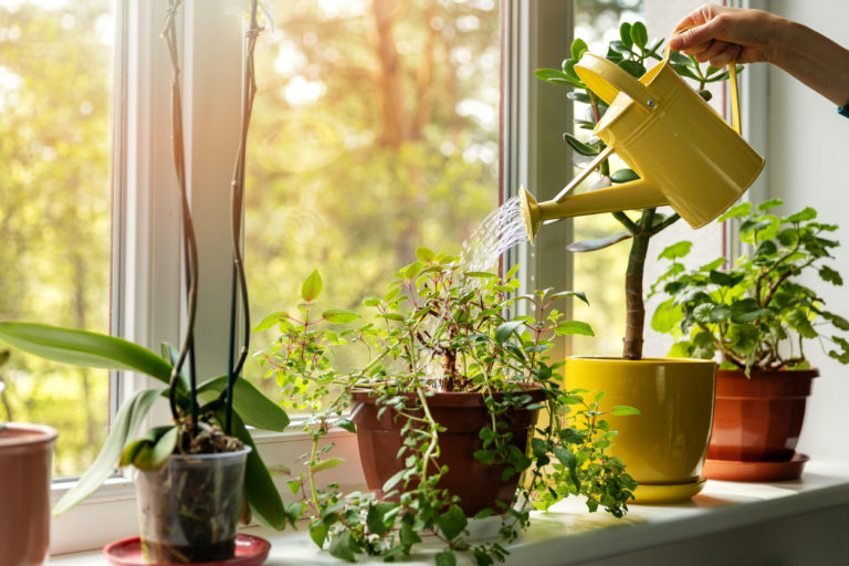 Rostliny na okenních parapetech: Kterým druhům se daří nejvíce a jak je pěstovat