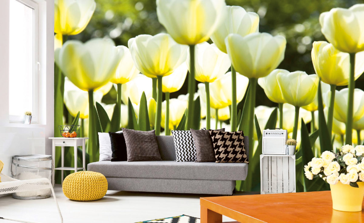 Fototapeta bílé tulipány