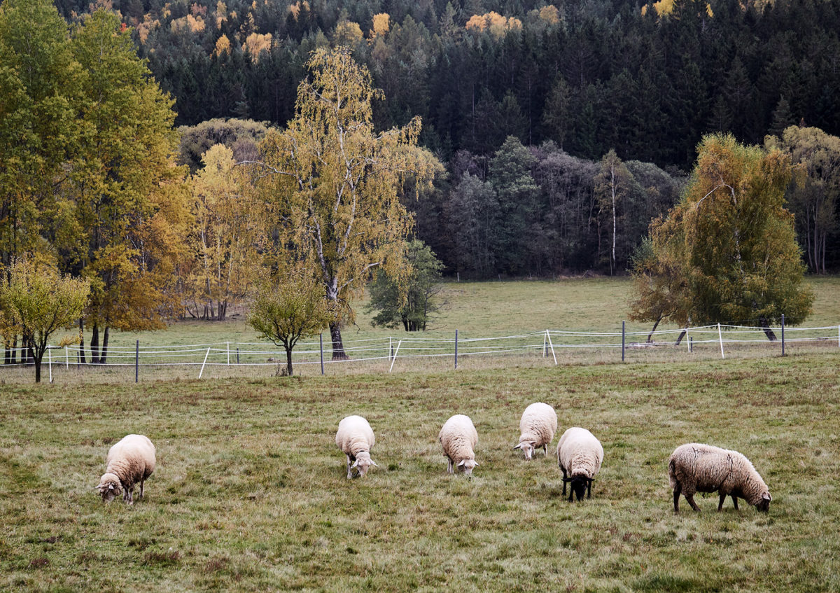 Okolitá příroda s ovcemi