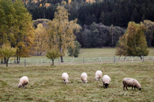 Okolitá příroda s ovcemi