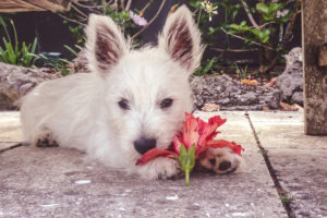 Pes s květinou