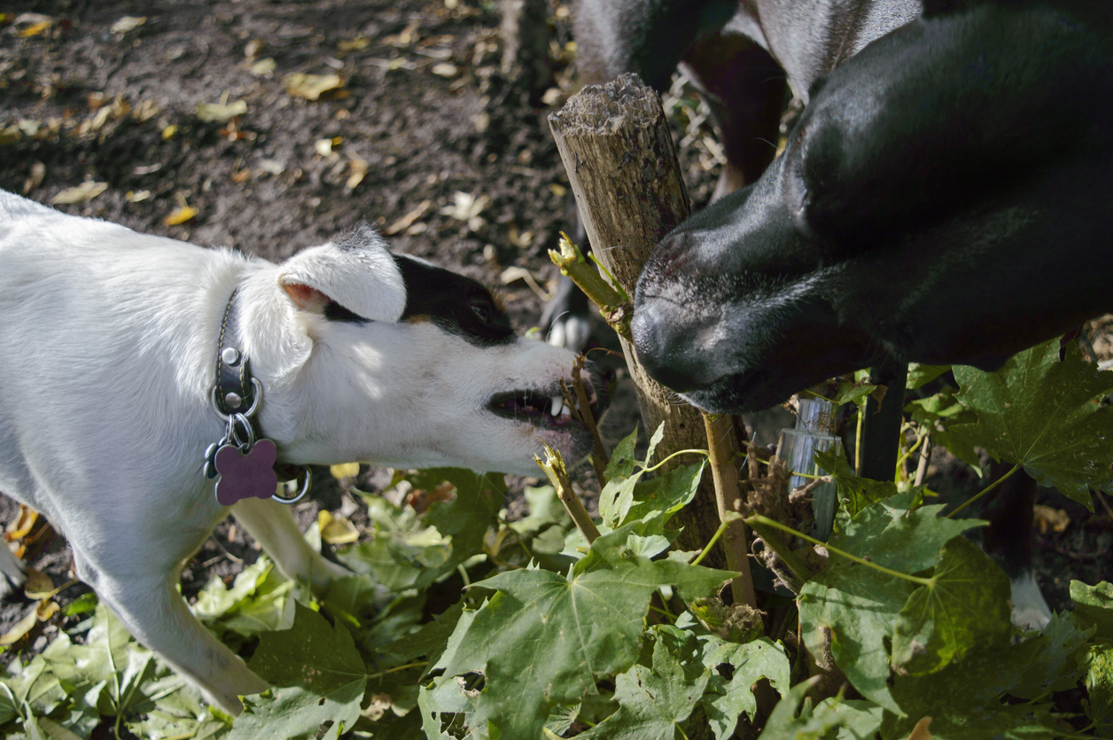 Dogs Chewing Sticks and Tree Together HOME