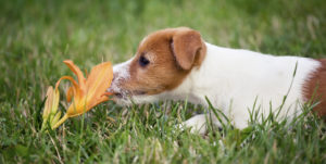 Pes voní květinu