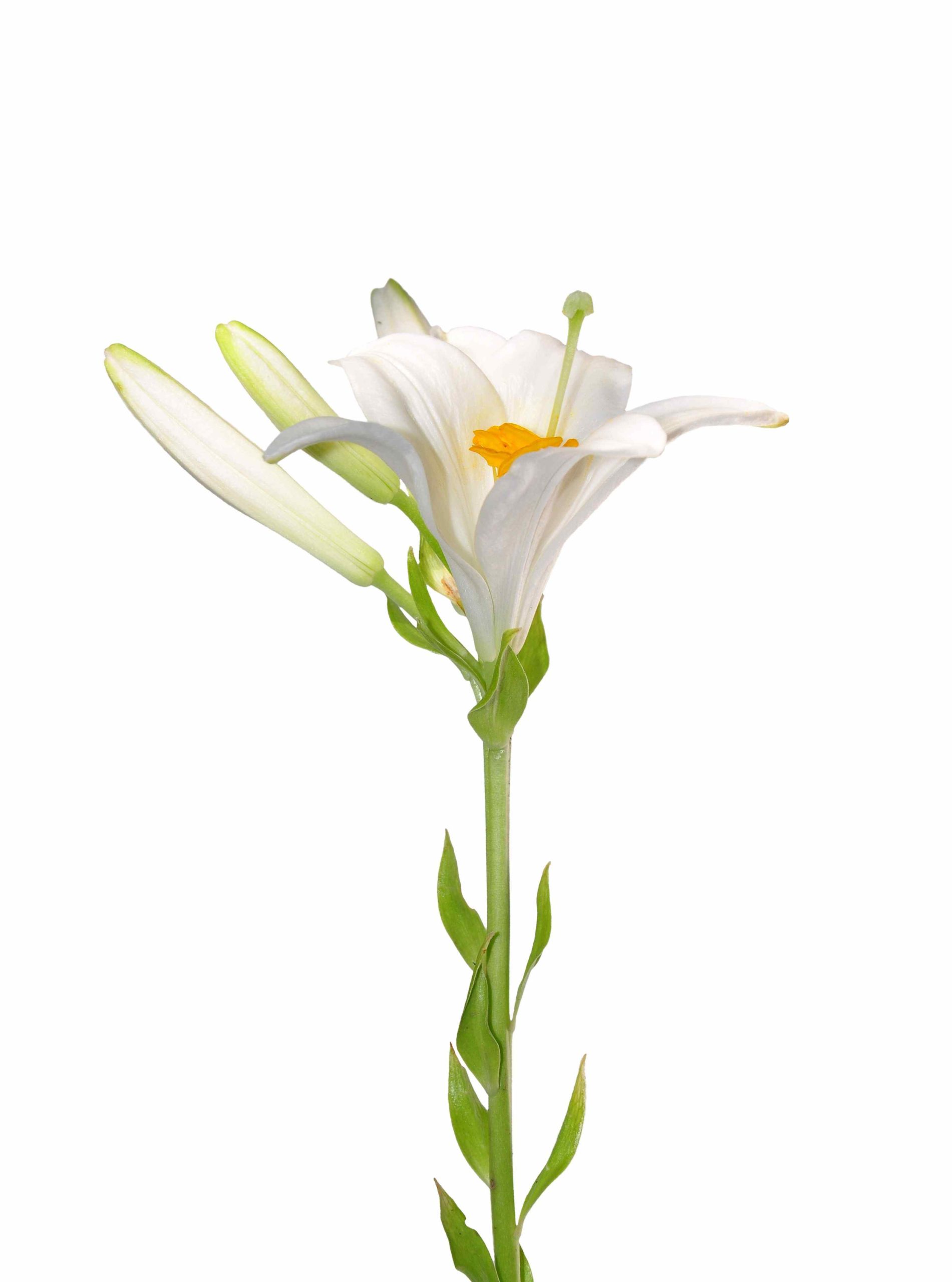 03_shutterstock_106299086