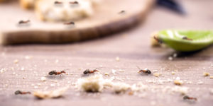 Trápí vás mravenci v domácnosti? Takto si s nimi poradíte účinně, levně a bez chemie
