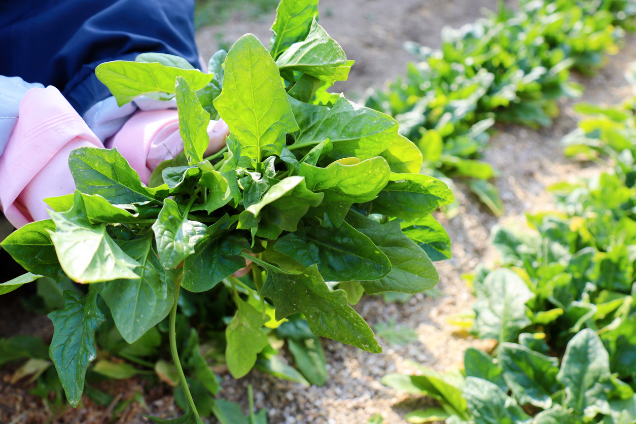 A woman harvesting spinach.
