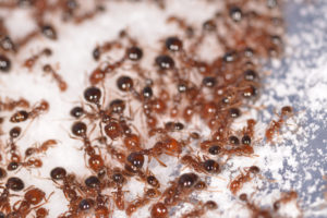 Mravenci v domácnosti