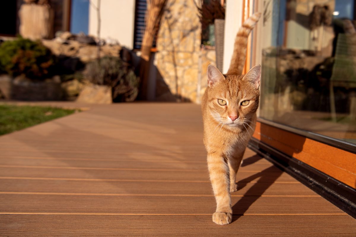Kotě na terase