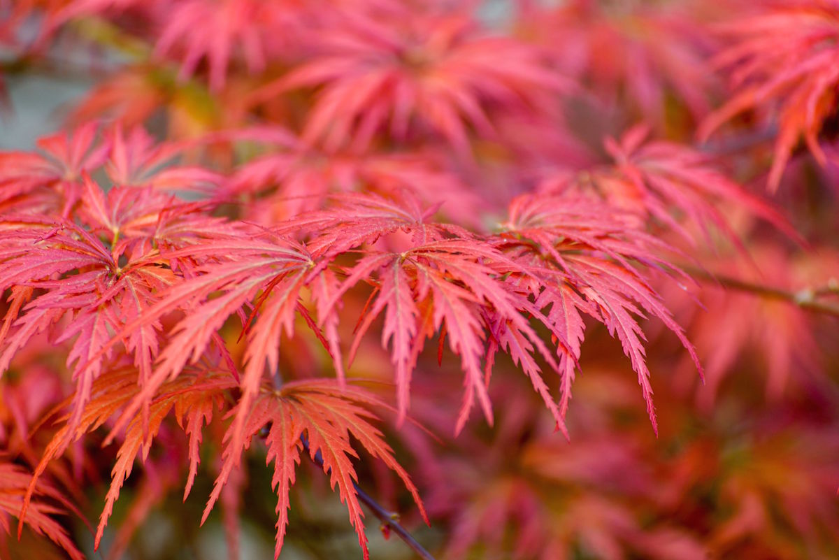 Japanese,Maple,(acer,Palmatum),.close-up,Of,Red,Maple,Leaves,On