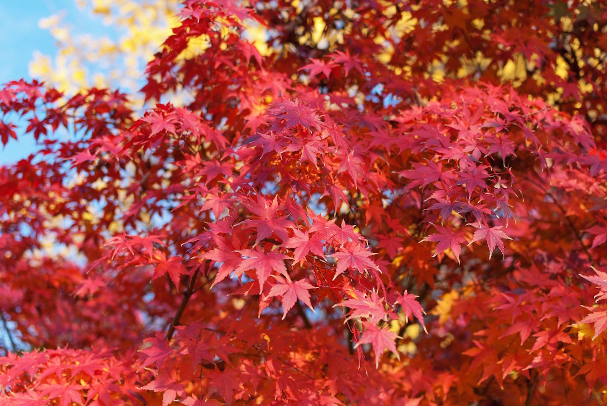 Red,Foliage,Of,Acer,Palmatum,,Commonly,Known,As,Japanese,Maple