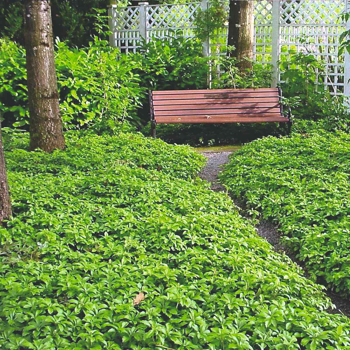 Zelený koberec v zahradě