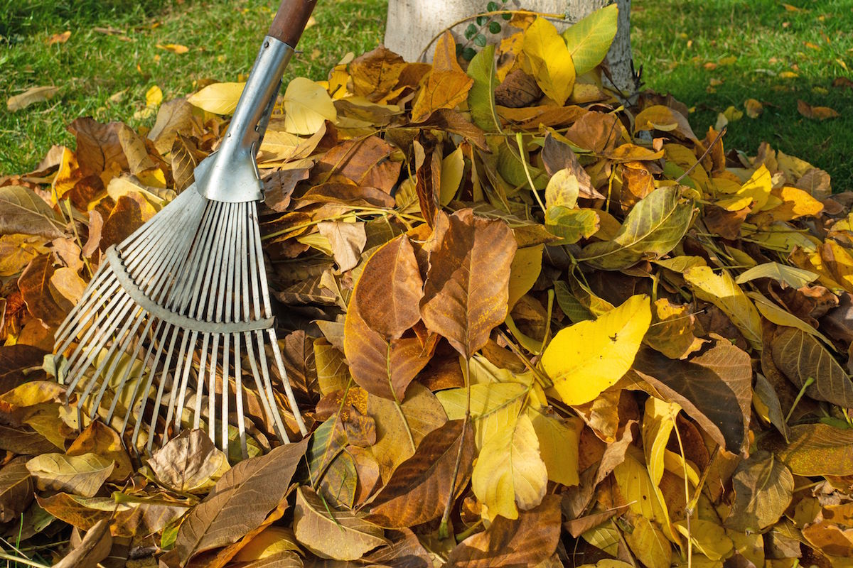 Colorful,Autumn,Leaves,With,Rake
