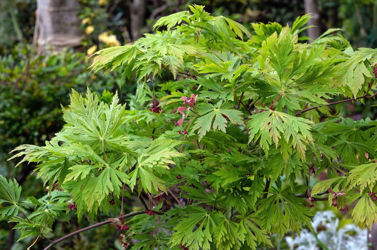 Javor japonský (Acer japonicum 'Aconitifolium')