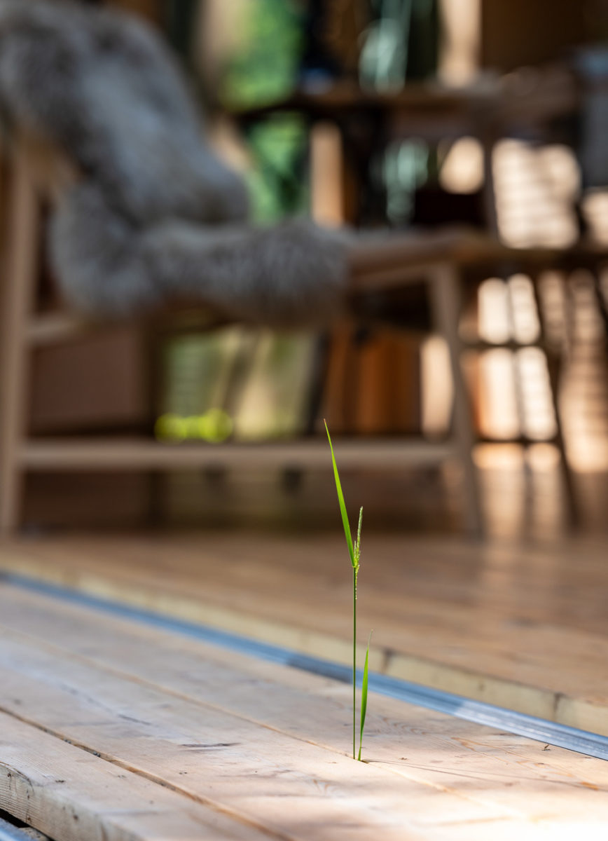 Roste tráva z drevěné podlahy