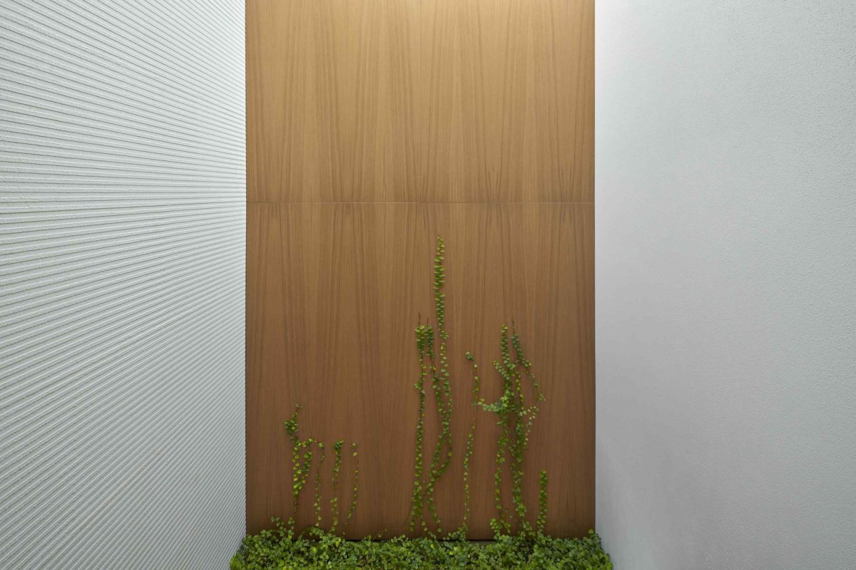Rostlina na drevéné steně