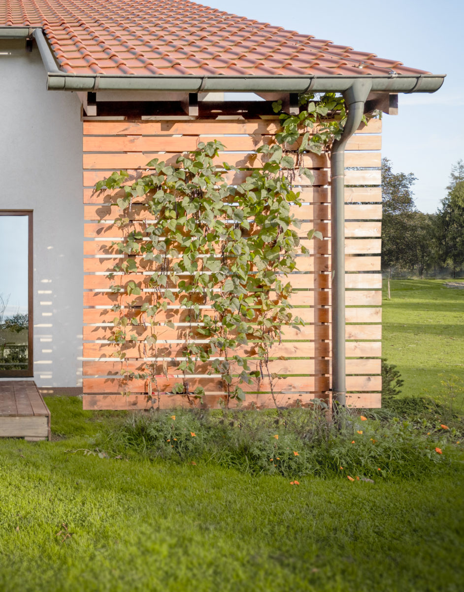Dřevěná stěna domu s rastlinou