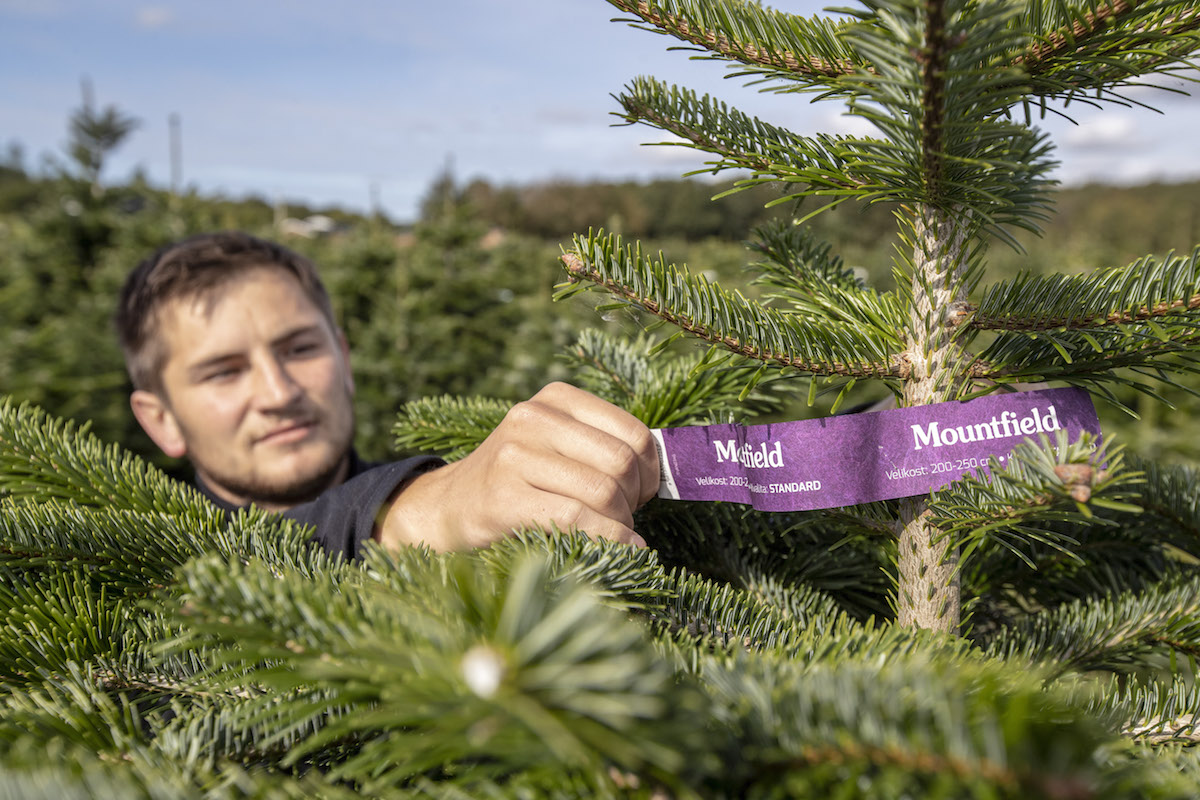 Muž mezi vánočními stromky s etiketou