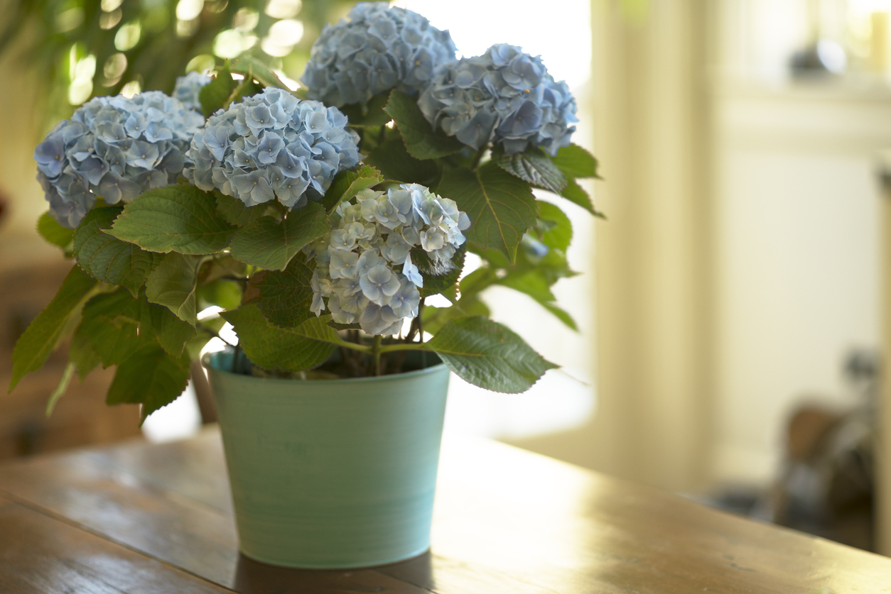 Modrá hortenzie v květináči