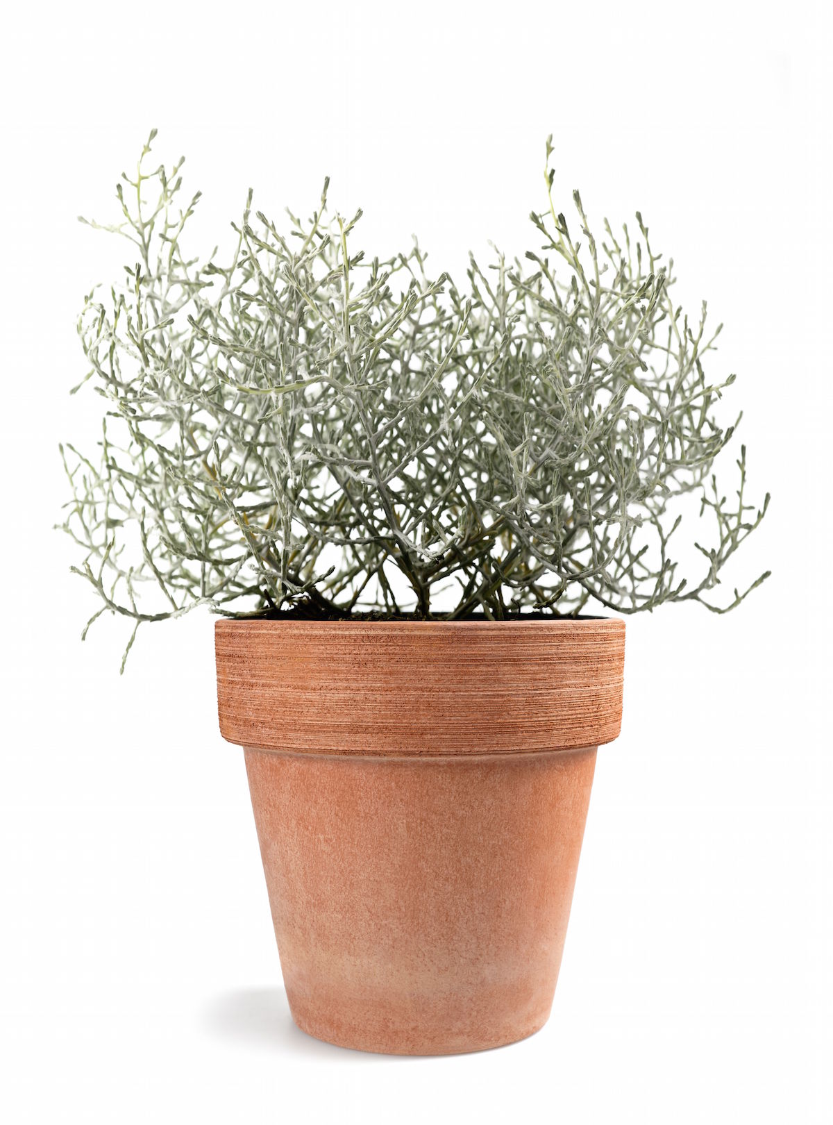 Cushion,Bush,Plant,In,Vase,Isolated,On,White