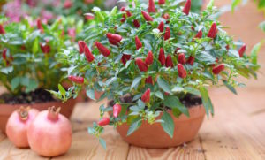 Vypěstovat si vlastní chilli papričky není v domácích podmínkách složité