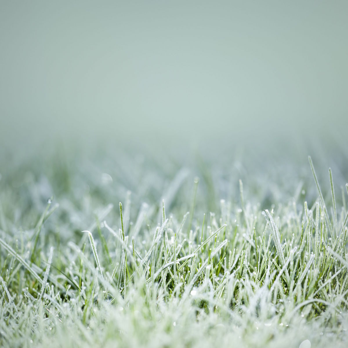 Zmrzlí trávník