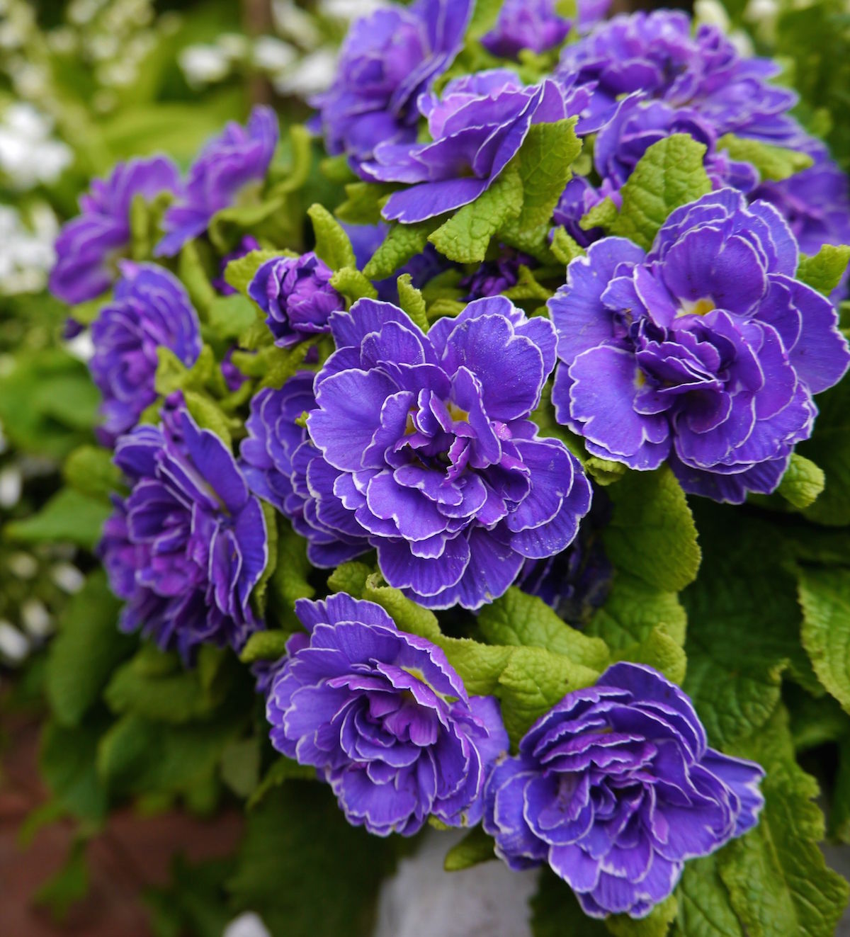 Blue,Purple,Primula,Double,Headed,Flowers