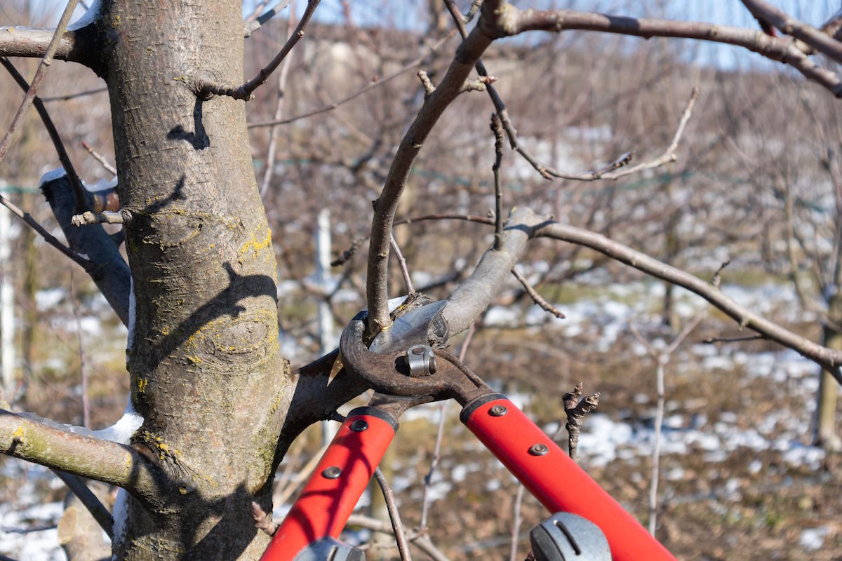 Pruning,Apple,Tree,In,Orchard.,A,Apple,Orchard,In,The