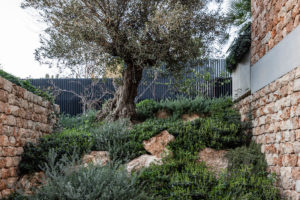 Skalka s olivovníkem mezi kamennými stěnami vily